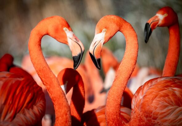 Zoo Ostrava, Zoo Karlsruhe , Plameňáci, Plameňáci kubánští
