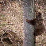Krkonošská Stezka korunami stromů, Krkonoše, Příběh osiřelých medvědů