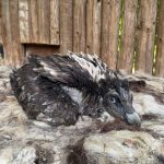 Zoo Ostrava , Dvě mláďata orlosupů bradatých, mládě, Ostrava
