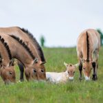Zoo Praha, mládě zubra, hříbata koně Převalského