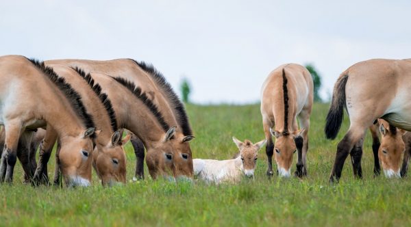 Zoo Praha, mládě zubra, hříbata koně Převalského