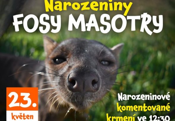 Zoo Tábor, fosa madagaskarská Masotra