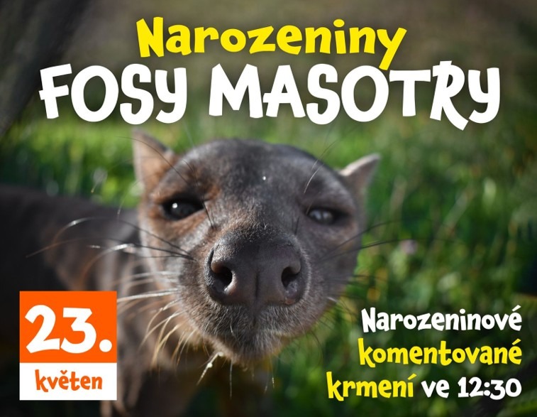 Zoo Tábor, fosa madagaskarská Masotra