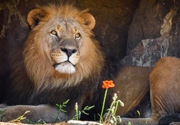 samec Abamboo, Zoo Zlín,