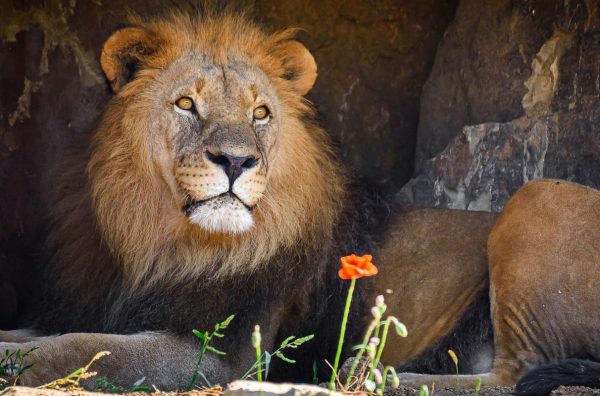 samec Abamboo, Zoo Zlín,