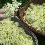 Herba·Roja, heřmánek