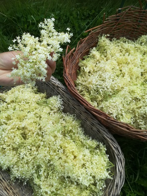 Herba·Roja, heřmánek