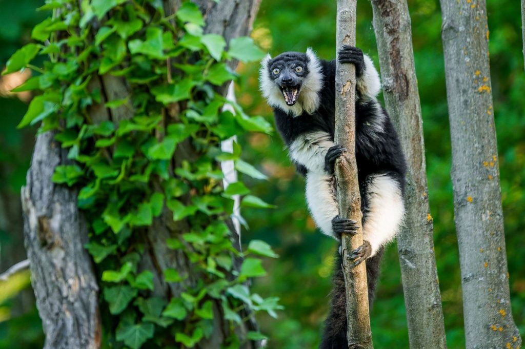 Lemuři, Zoo Praha, Noví spolubydlící na Ostrově lemurů