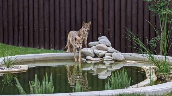 Táborská zoo, Zoo Tábor, Záchranné centrum CITES