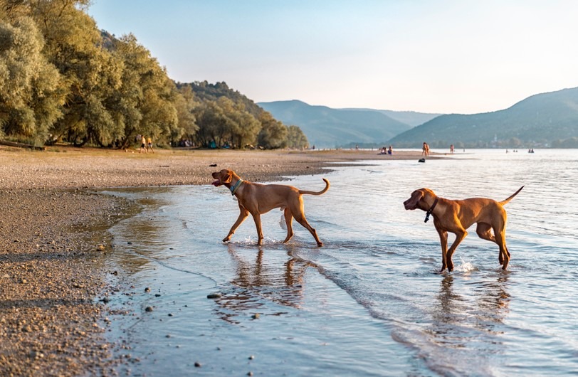 Balaton, pes, cestování, Maďarsko