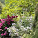 Botanická zahrada, Letní květy v Botanické zahradě Praha