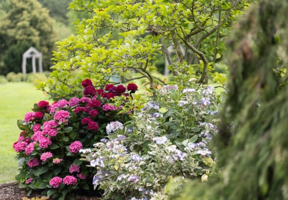 Botanická zahrada, Letní květy v Botanické zahradě Praha