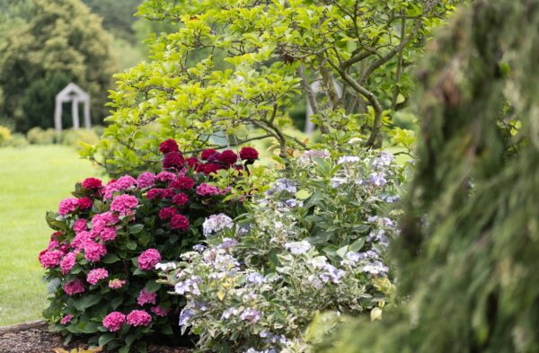 Botanická zahrada, Letní květy v Botanické zahradě Praha