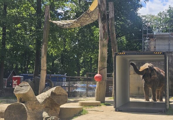 Slonice Bala, Zoo Liberec