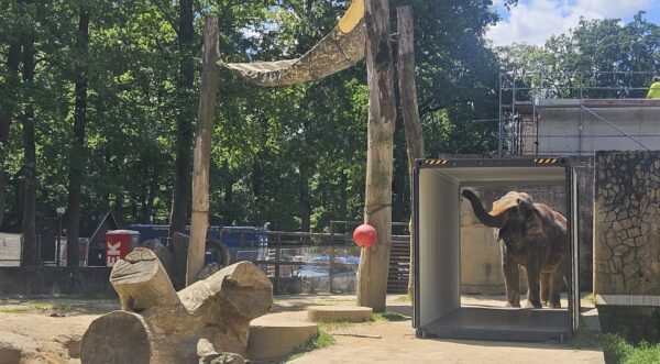 Slonice Bala, Zoo Liberec