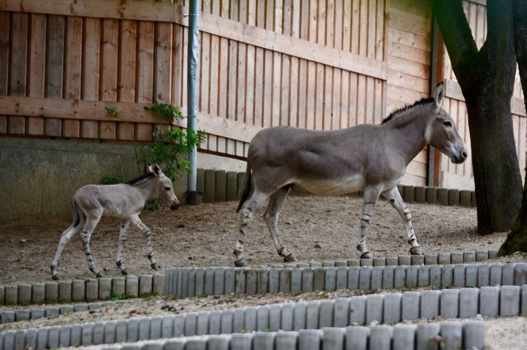 ZOO Liberec , mládě osla somálského