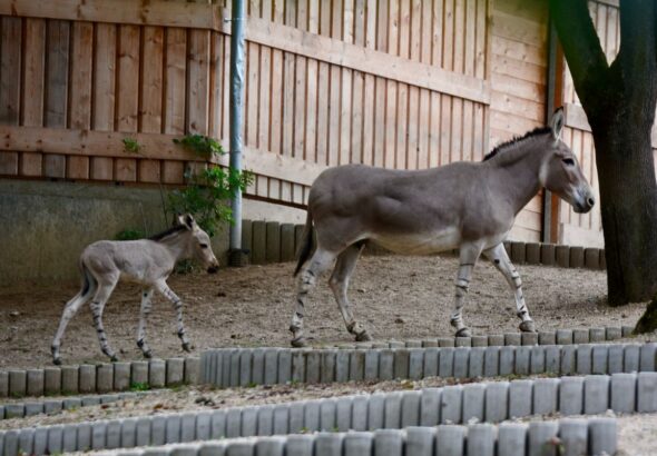 ZOO Liberec , mládě osla somálského