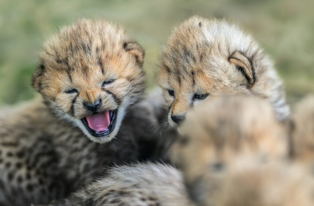 Zoo Praha