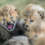 Zoo Praha
