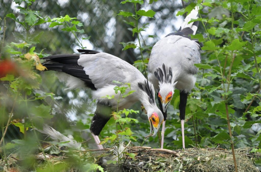 Zoo Zlín, Ochrana zvířat, Hadilov písař