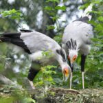Zoo Zlín, Ochrana zvířat, Hadilov písař