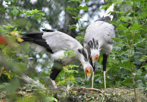 Zoo Zlín, Ochrana zvířat, Hadilov písař