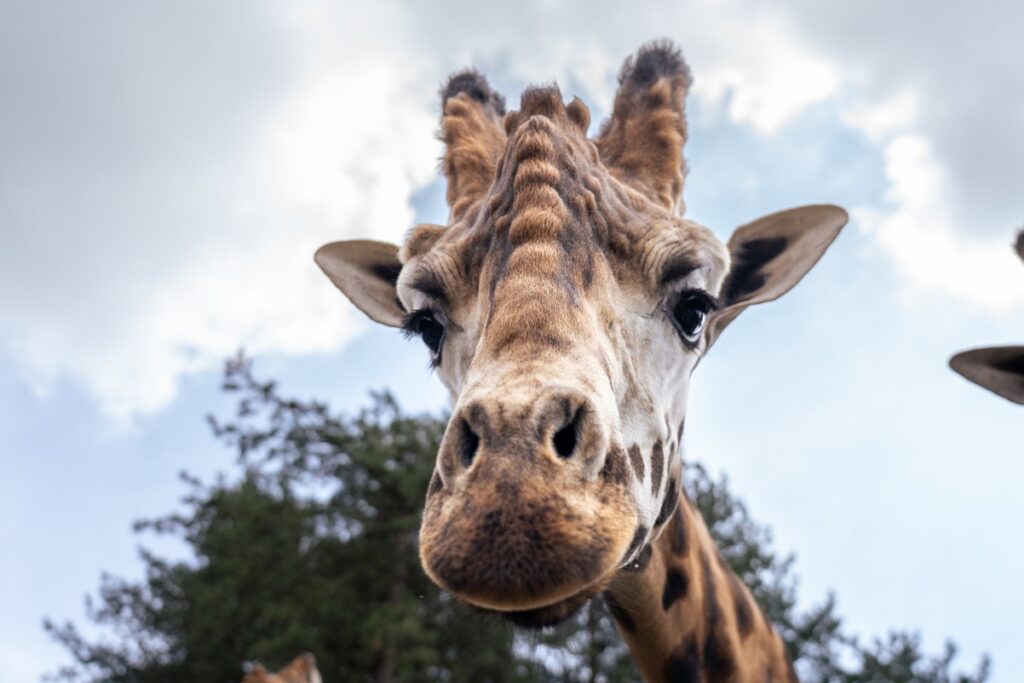 Zoo Praha, žirafa, Finn, samec