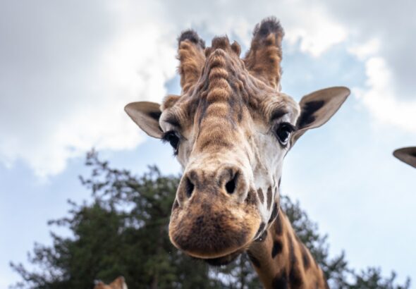 Zoo Praha, žirafa, Finn, samec