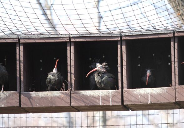 zoo Ostrava