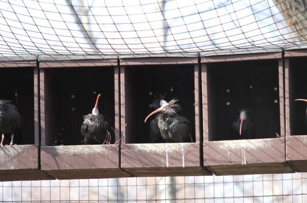 zoo Ostrava