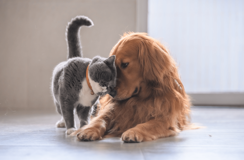Dog & Cat TV , pes, kočka, televize,
