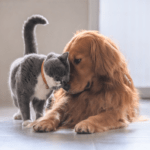 Dog & Cat TV , pes, kočka, televize,