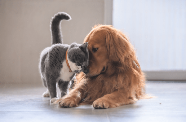 Dog & Cat TV , pes, kočka, televize,