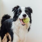 Start-upy se mohou hlásit do akceleračního programu Unleashed by Purina