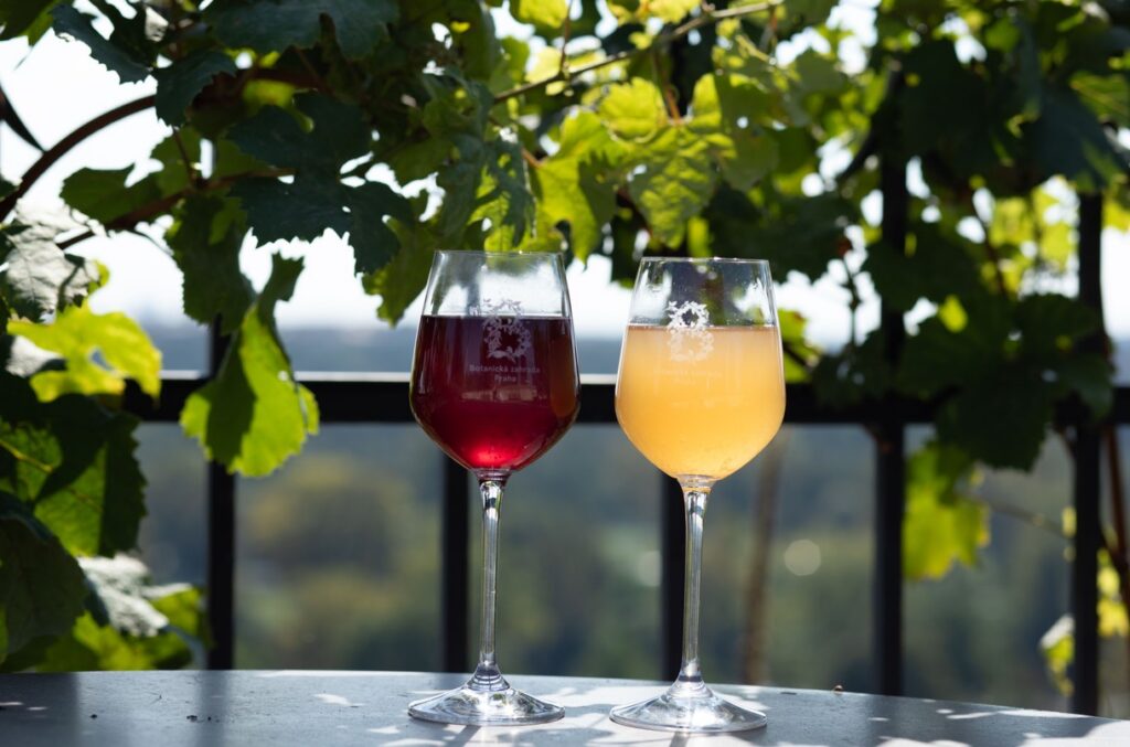 vinařské oslavy, Botanická zahrada, srpen, Vinobraní na Vinici sv. Kláry