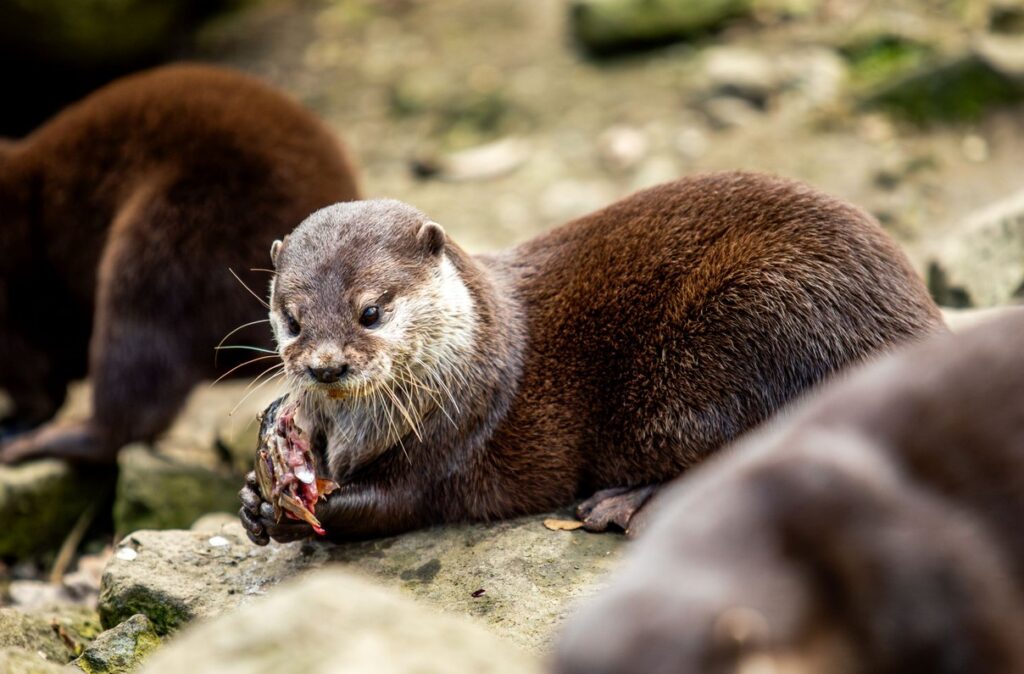 Vydry, Zoo Ostrava,