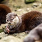 Vydry, Zoo Ostrava,