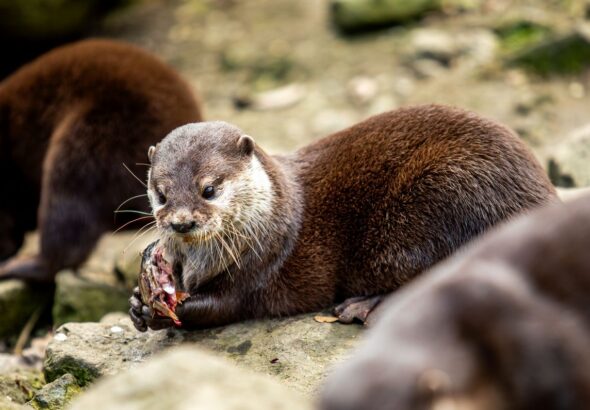 Vydry, Zoo Ostrava,