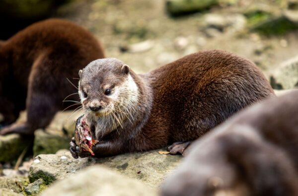 Vydry, Zoo Ostrava,