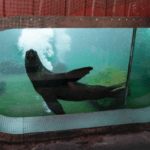 Zoo Liberec, lachtan Hugo,
