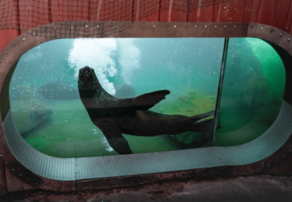 Zoo Liberec, lachtan Hugo,