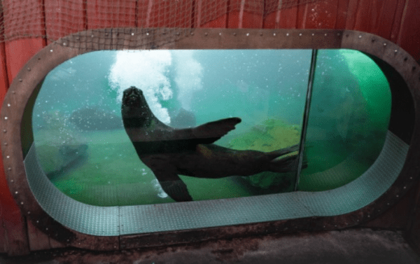 Zoo Liberec, lachtan Hugo,