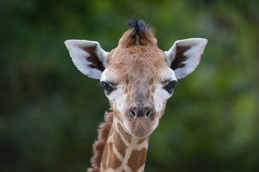 Olomoucká ZOO, žirafa Rothschildová