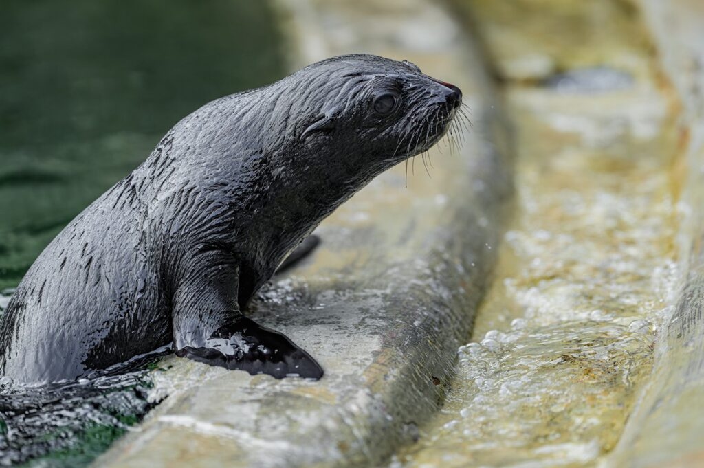 Zoo Praha, Gaston,