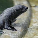 Zoo Praha, Gaston,