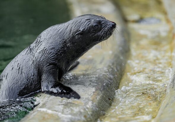Zoo Praha, Gaston,