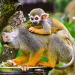 Foto: Zoo Zlín
