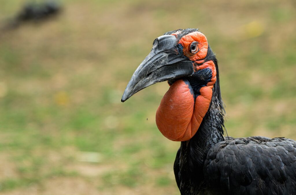 odchov, mládě zoborožce kaferského, Zoo Praha