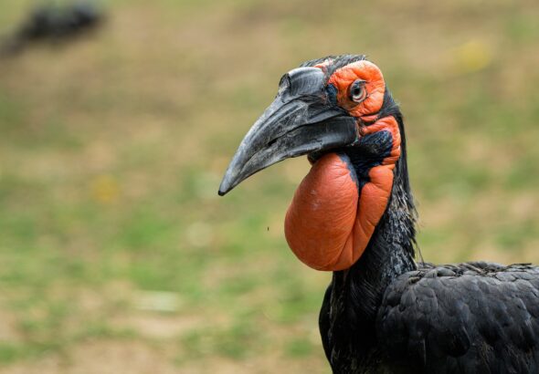 odchov, mládě zoborožce kaferského, Zoo Praha