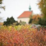 Podzim v botanické zahradě , Výstava dýní a dýňových aranžmá: Pradávný svět, Z mechu a kapradí
